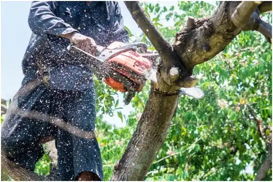 tree services Gordonville